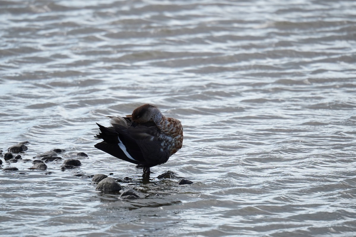 Canard huppé - ML614598699