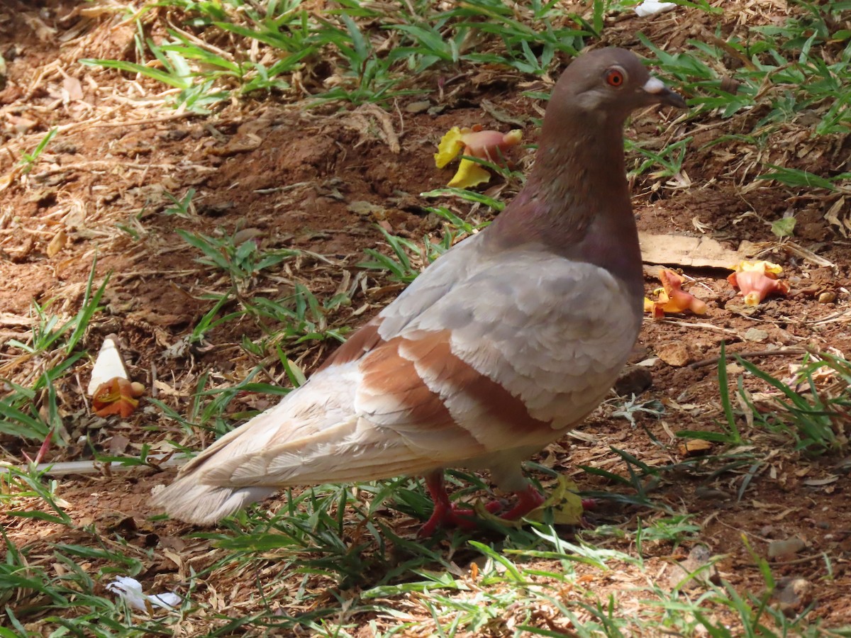 Rock Pigeon (Feral Pigeon) - ML614598700