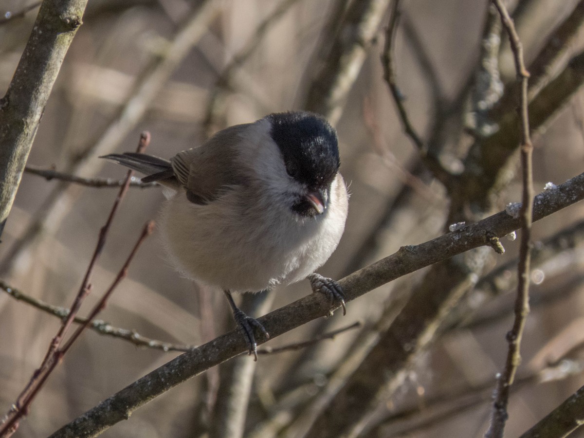 Willow Tit - ML614598886