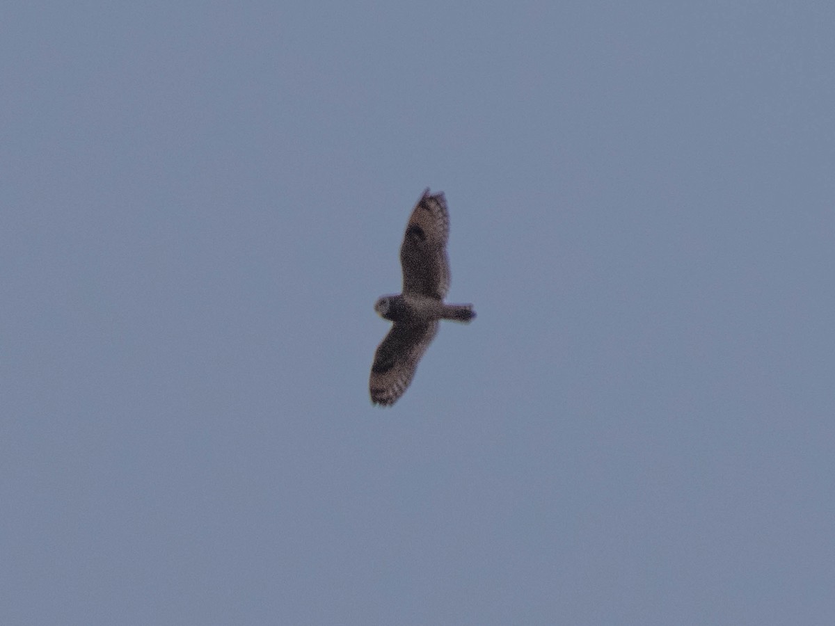 Short-eared Owl - ML614598918