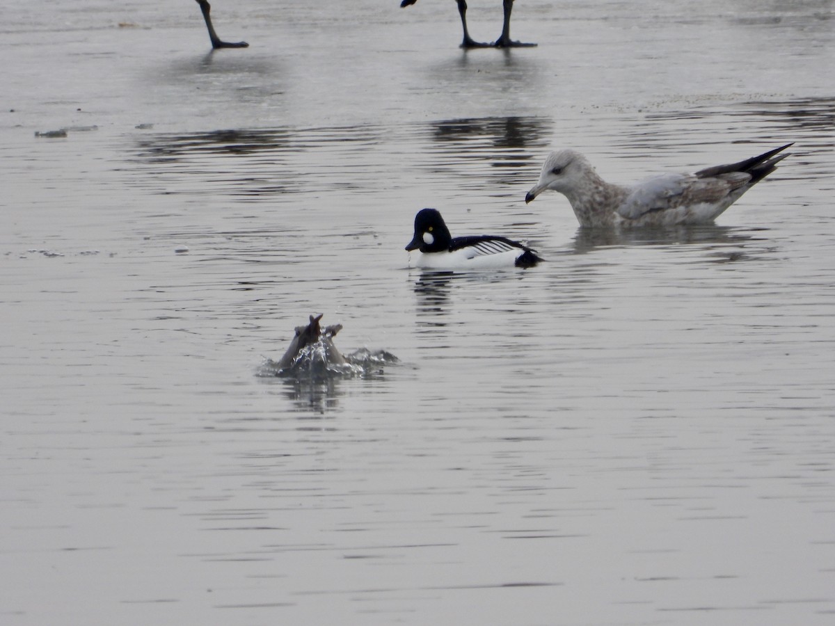 Common Goldeneye - ML614598938