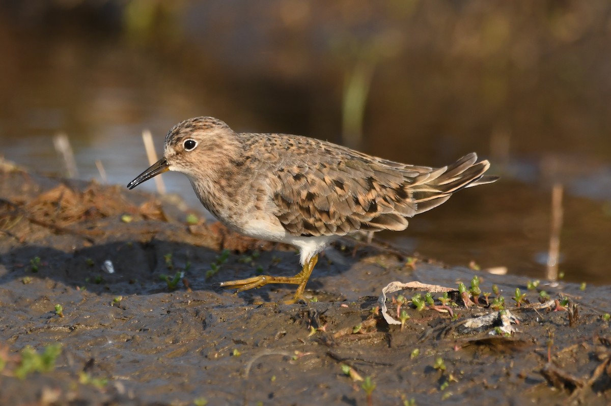 Temminck's Stint - ML614598955