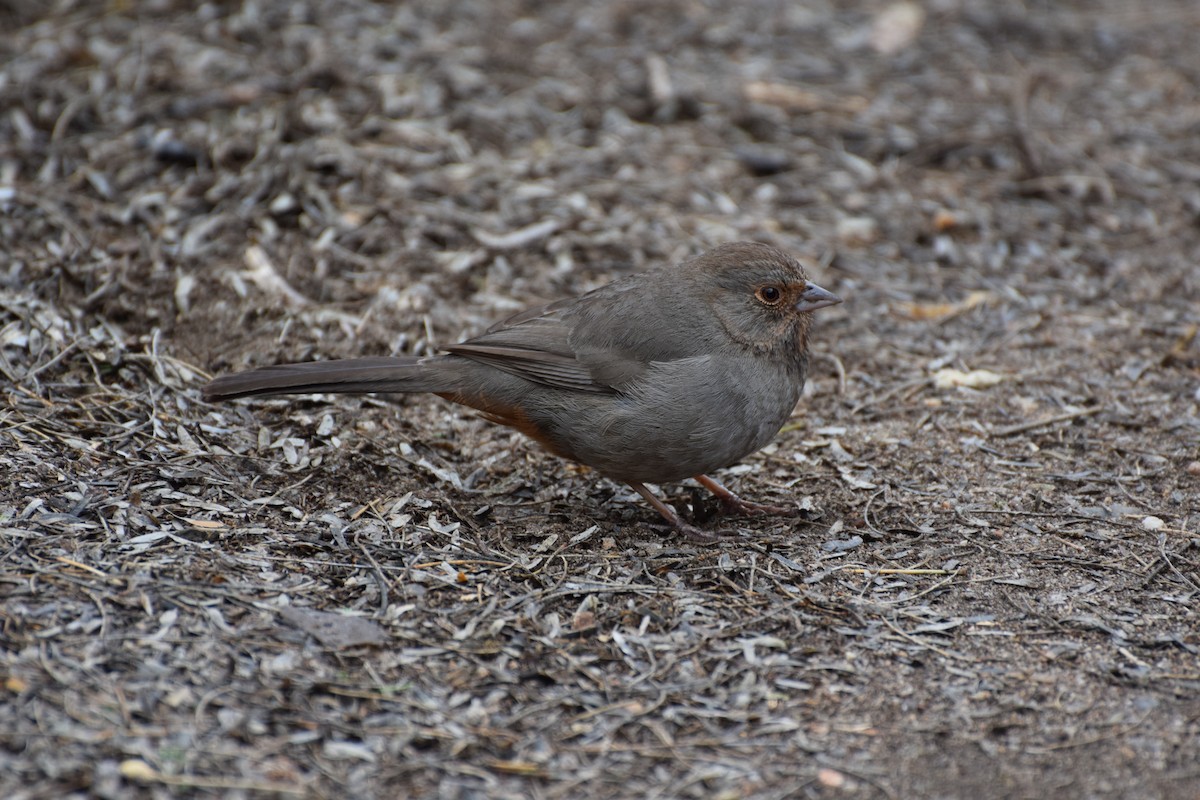 California Towhee - ML614598978