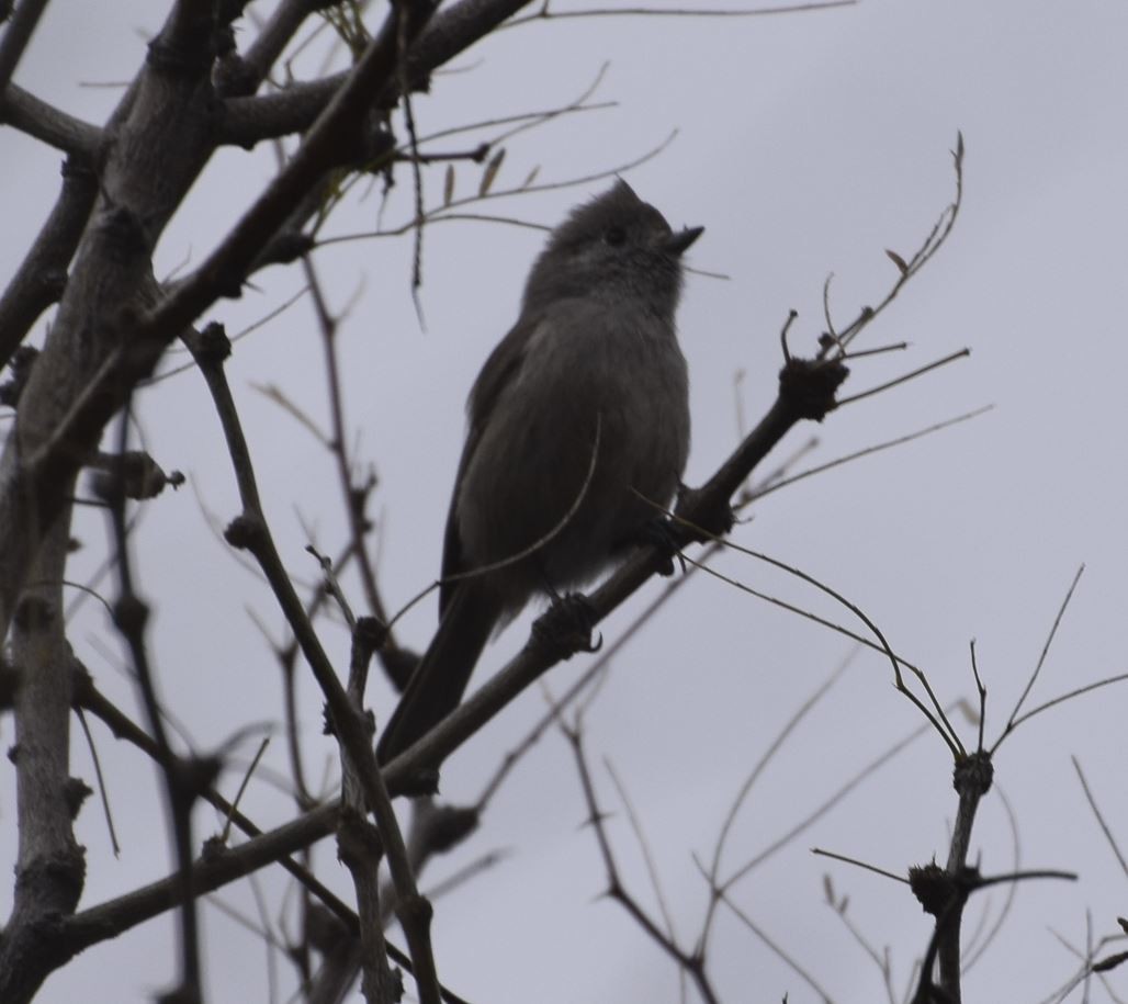 Oak Titmouse - Rob Emelander