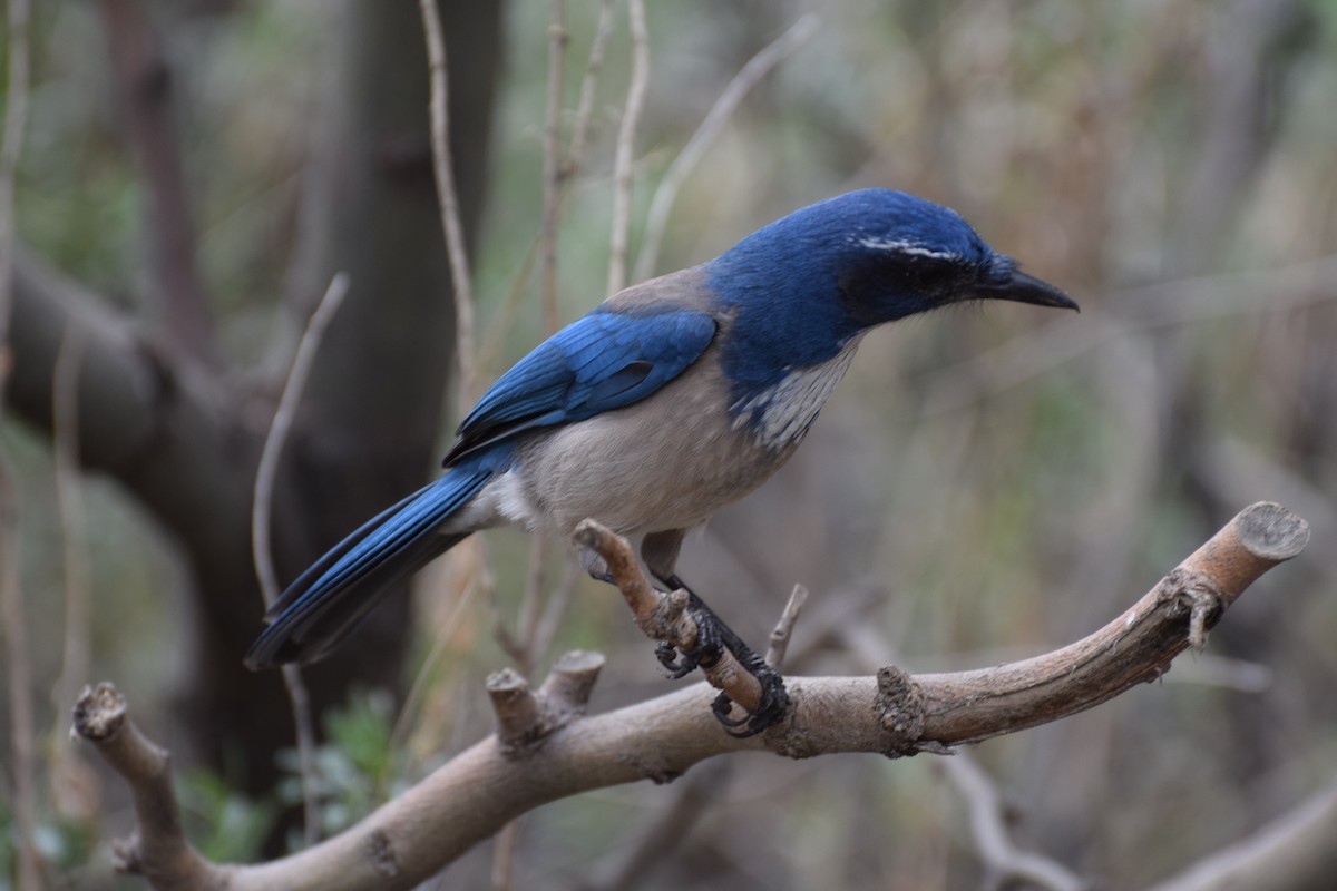 California Scrub-Jay - ML614598998