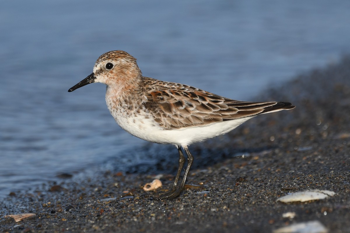 Red-necked Stint - ML614598999