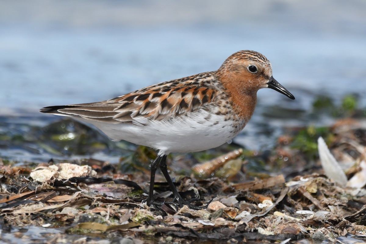 Red-necked Stint - ML614599000