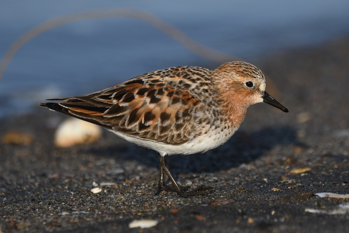 Red-necked Stint - ML614599001