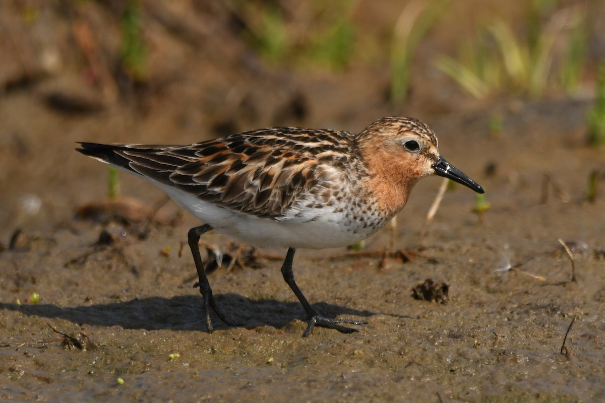 Red-necked Stint - ML614599025