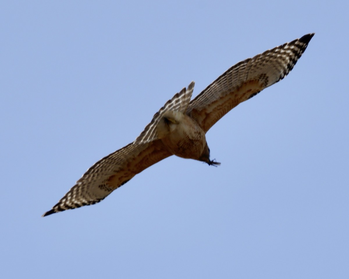 Red-shouldered Hawk - Christine Stoughton Root