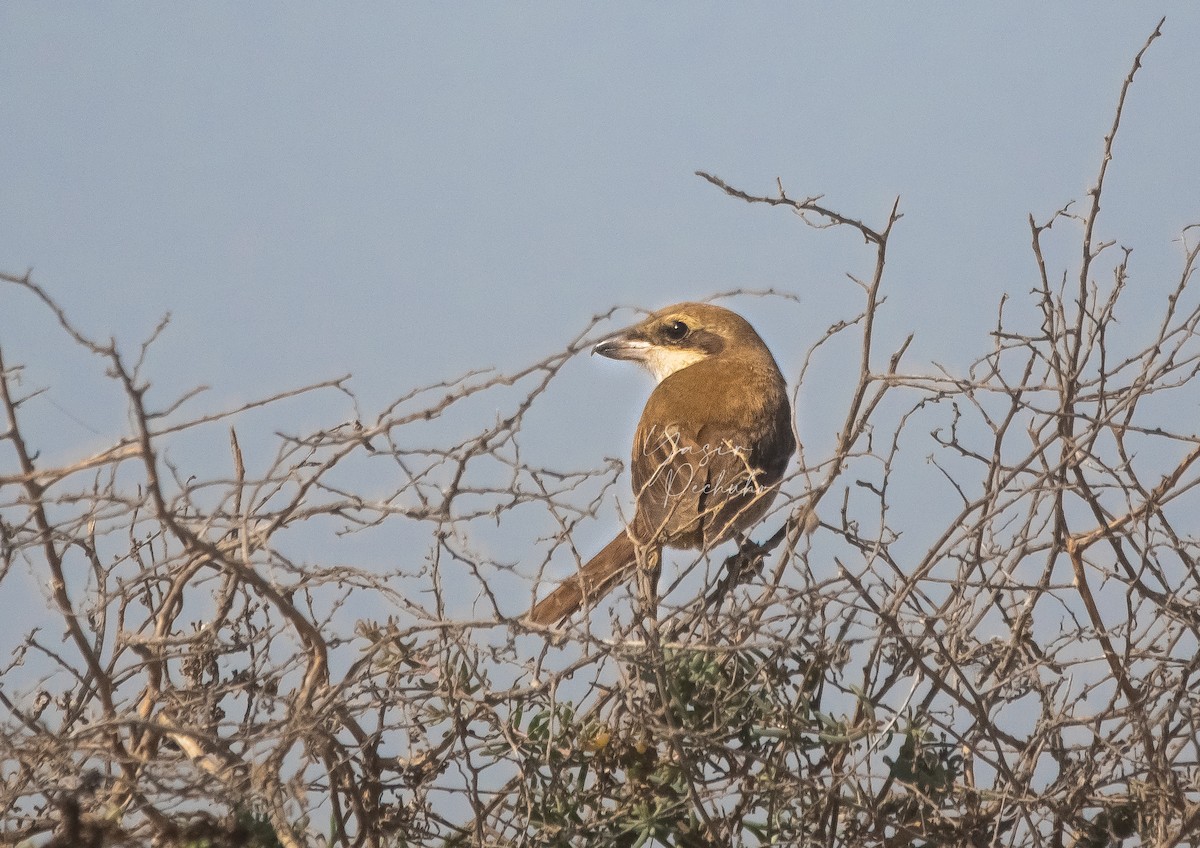 Brown Shrike - ML614599071