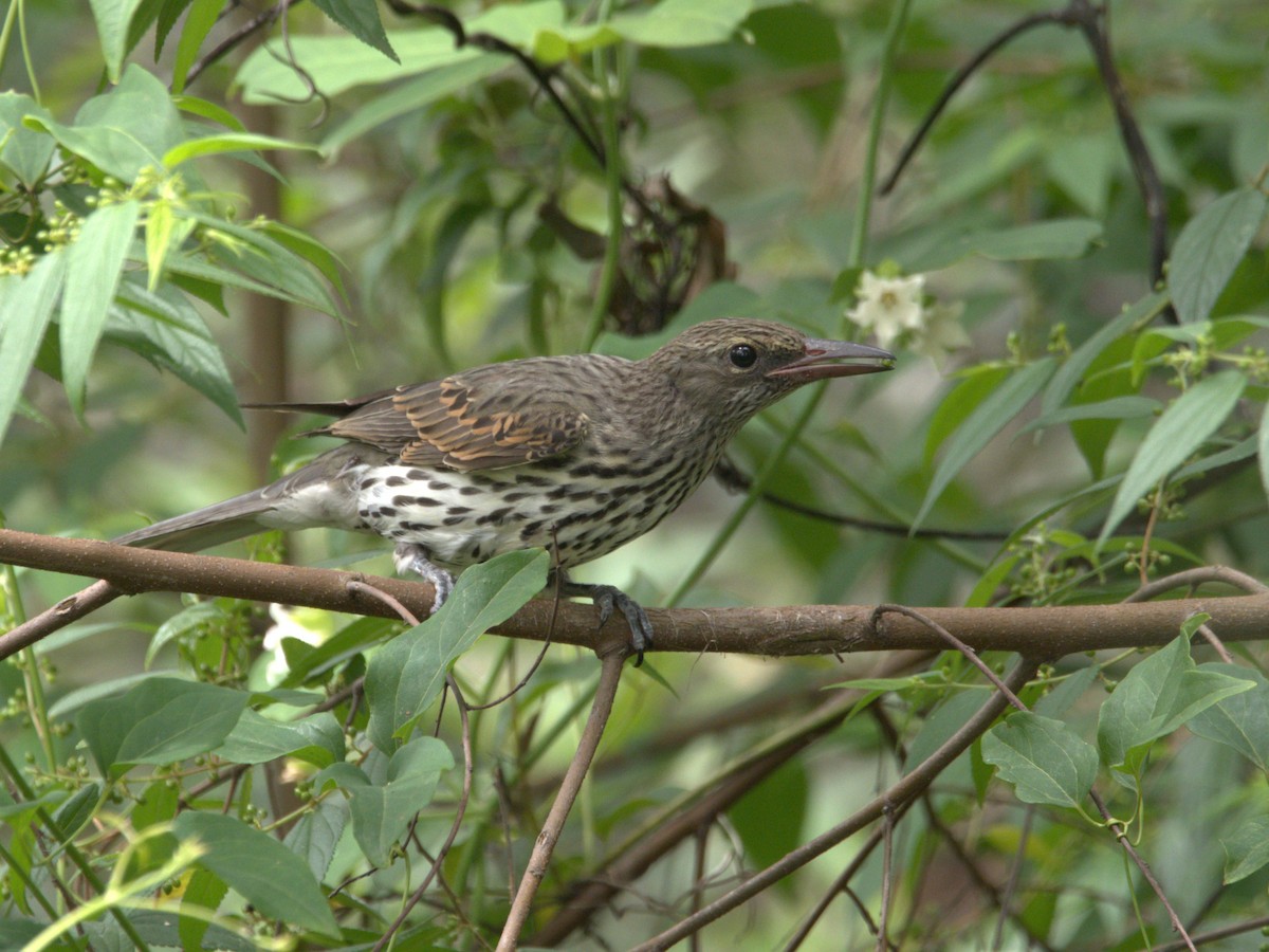 Olive-backed Oriole - hannah deau