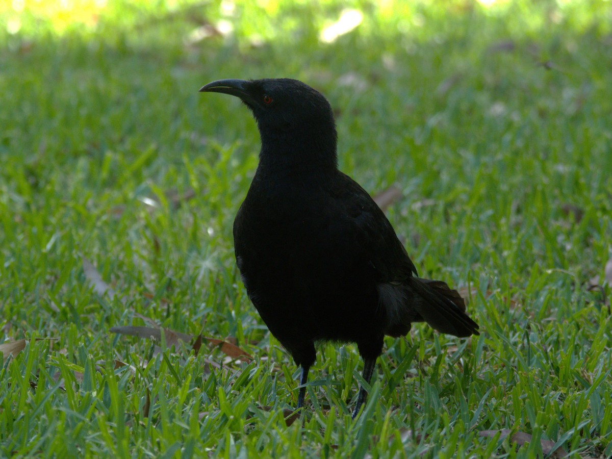 White-winged Chough - ML614599105