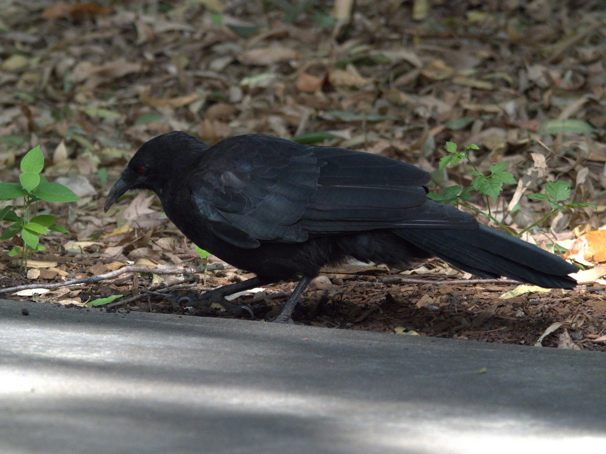 White-winged Chough - ML614599106