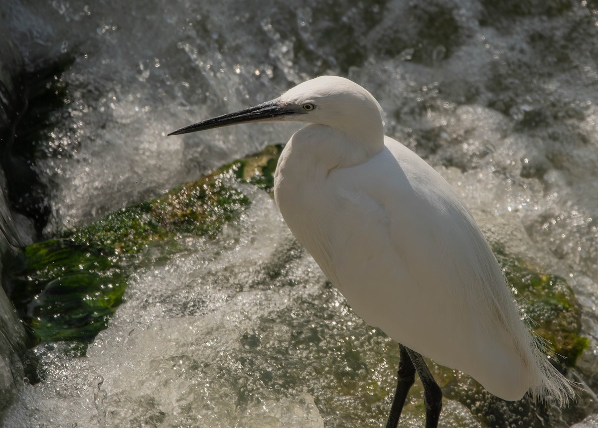 Little Egret - ML614599111