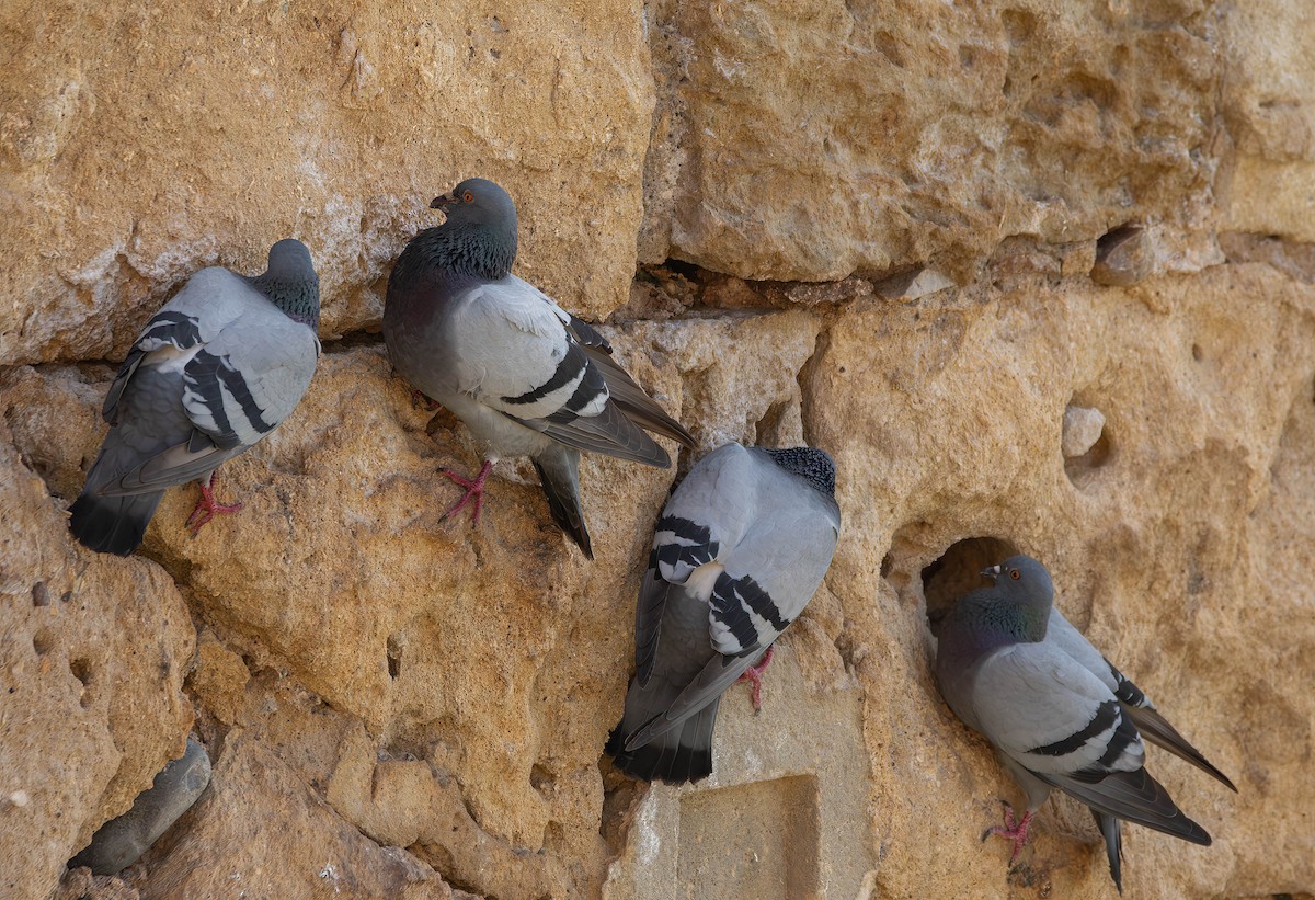 Rock Pigeon (Feral Pigeon) - ML614599112