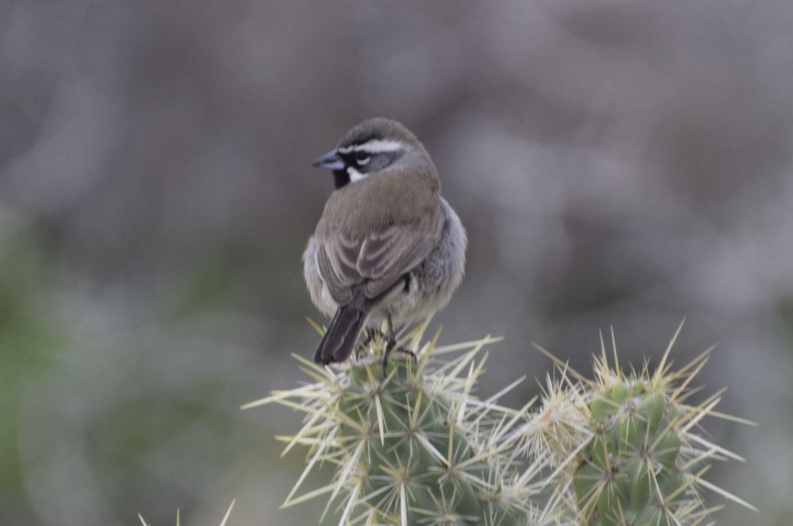 Black-throated Sparrow - Rob Emelander