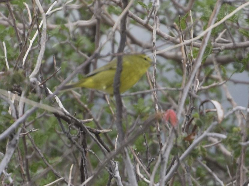 Orange-crowned Warbler - Rob Emelander