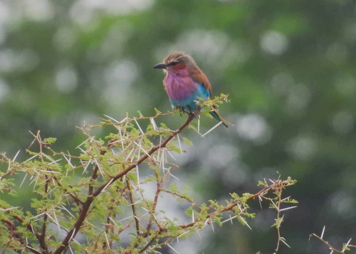 Lilac-breasted Roller - ML614599190