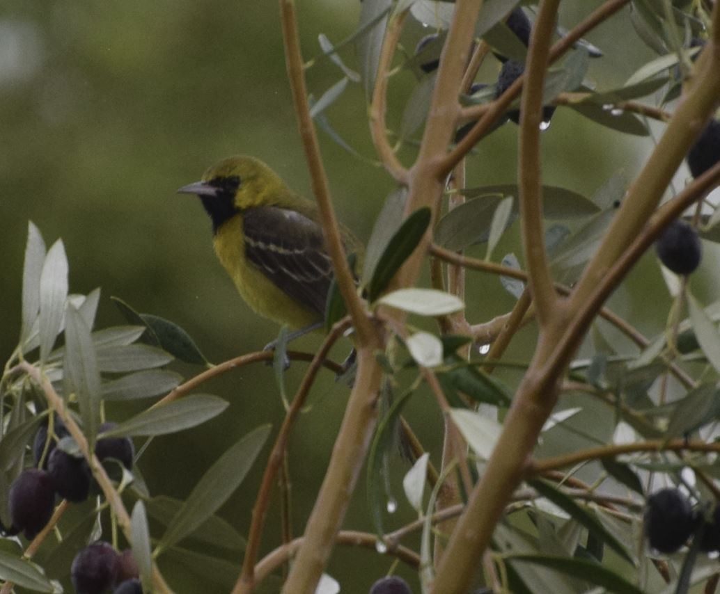 Orchard Oriole - ML614599199