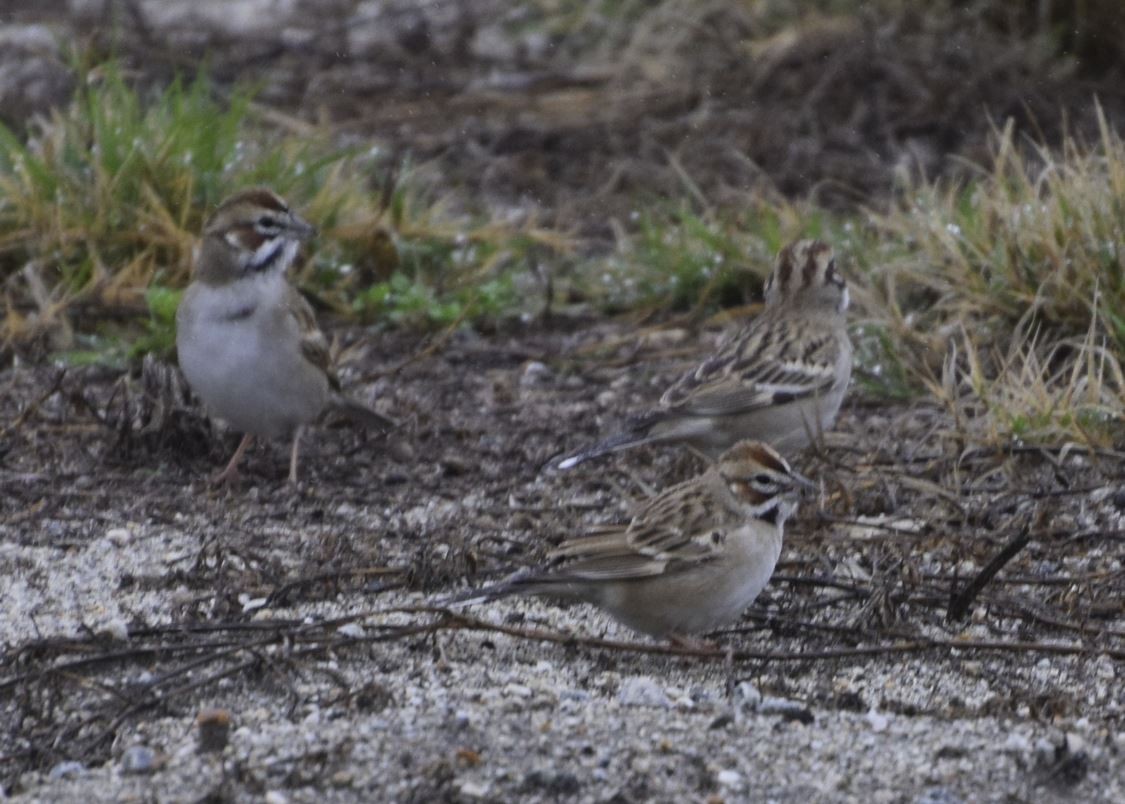 Lark Sparrow - ML614599204