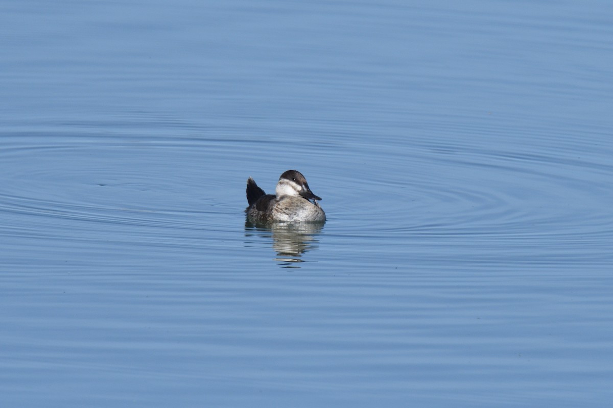 Ruddy Duck - ML614599250