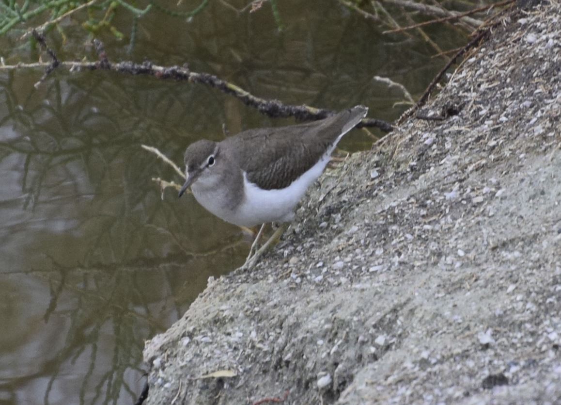 Spotted Sandpiper - ML614599349