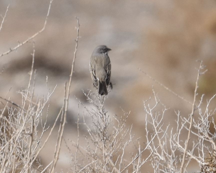 Bell's Sparrow - ML614599446