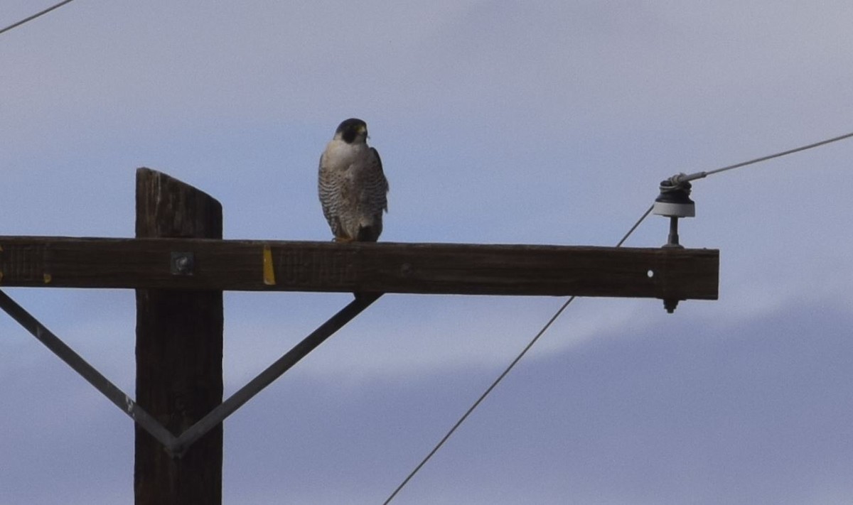 Peregrine Falcon - ML614599488