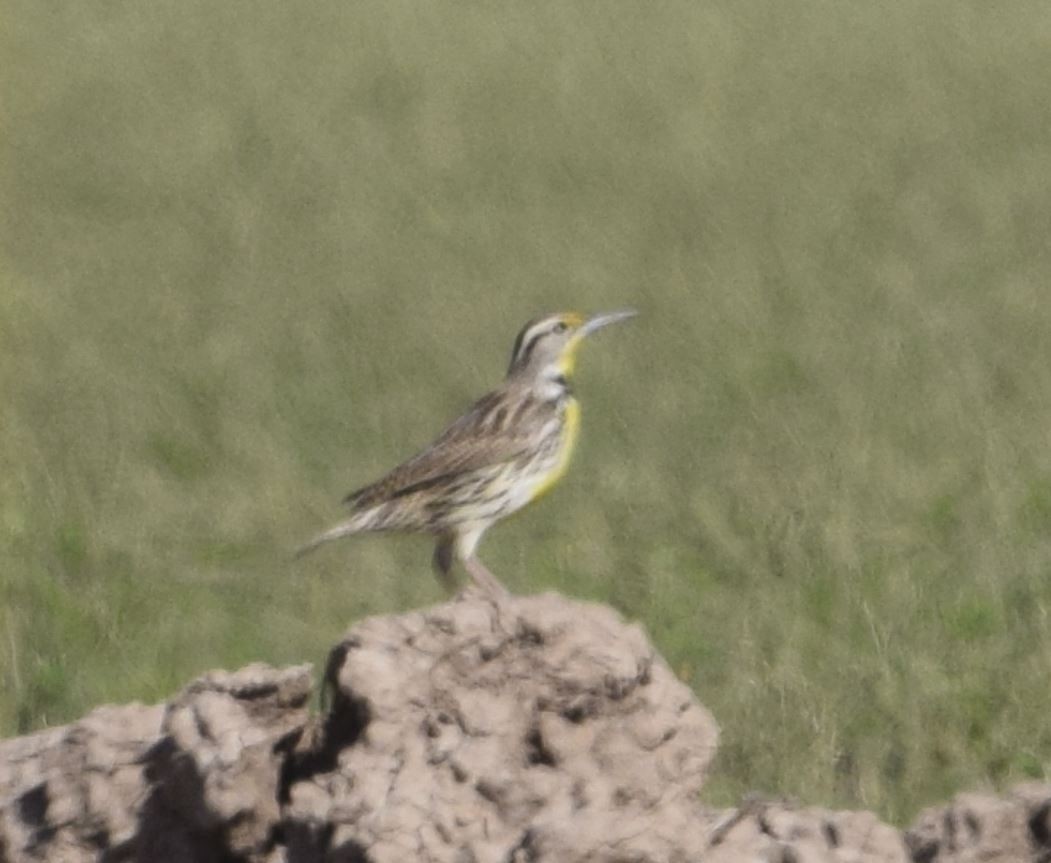 Western Meadowlark - ML614599489