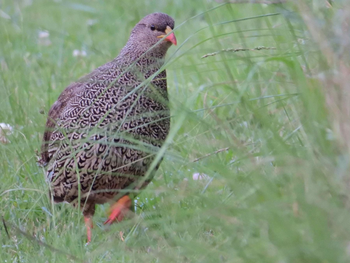 Natal Spurfowl - ML614599497