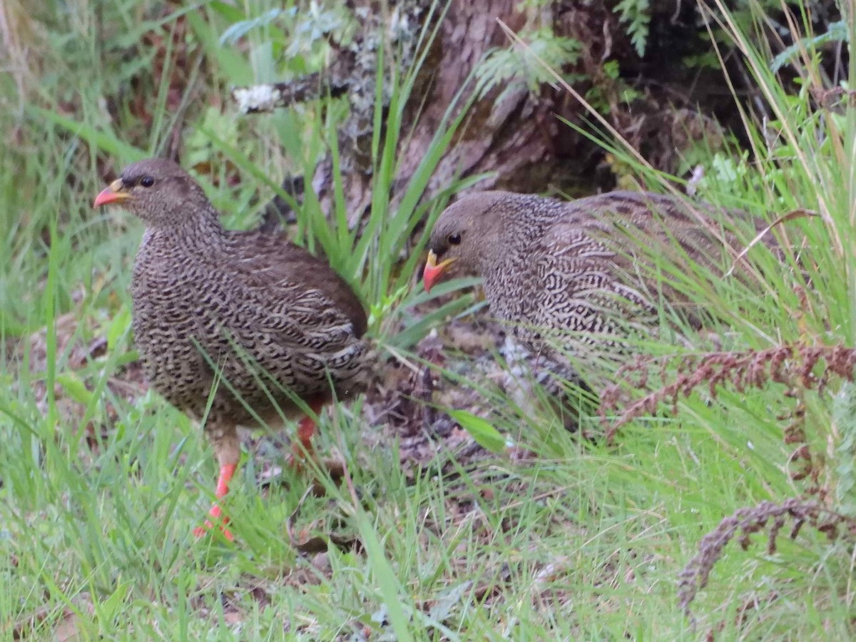 Natal Spurfowl - ML614599498