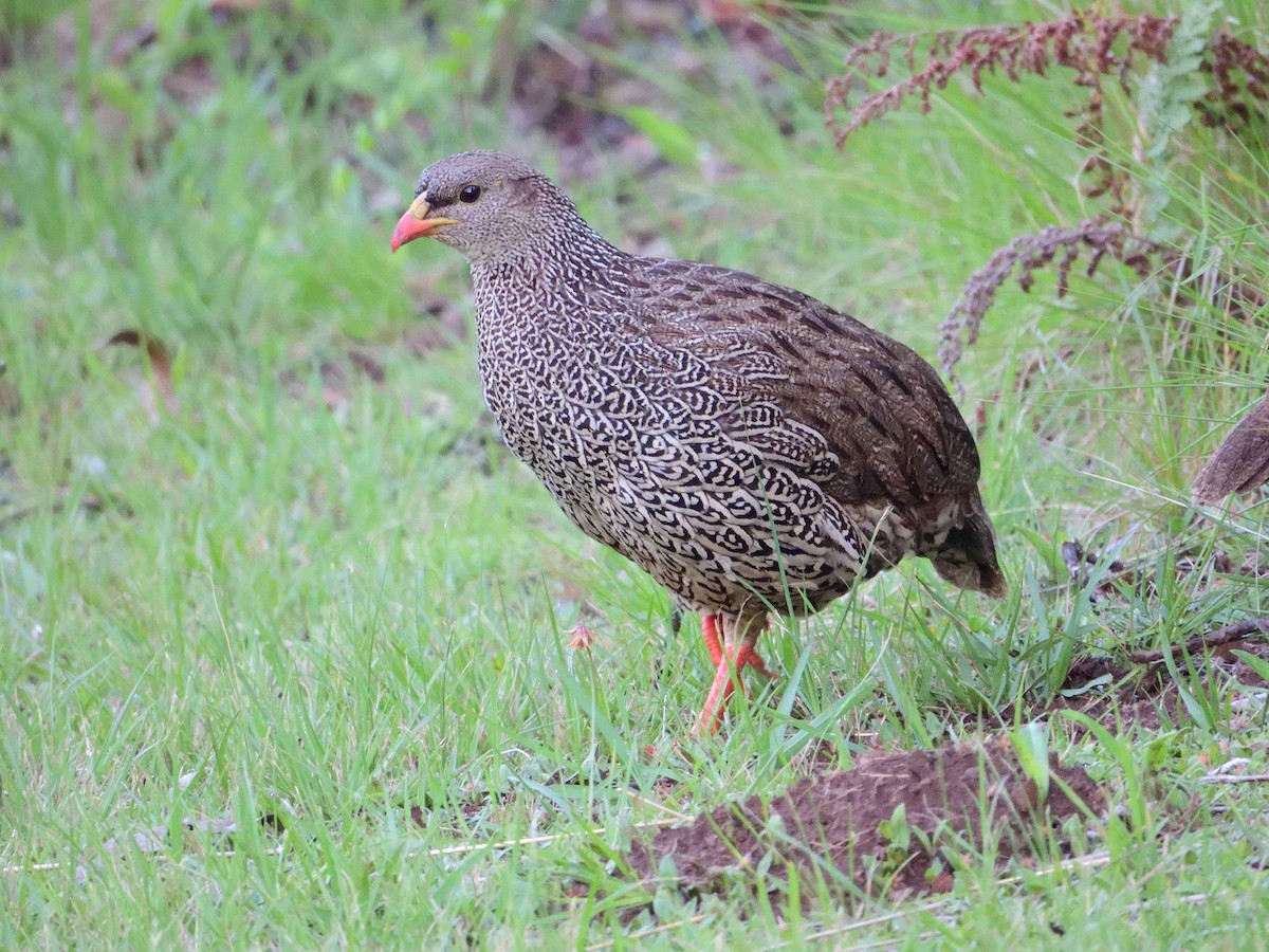 Natal Spurfowl - ML614599499