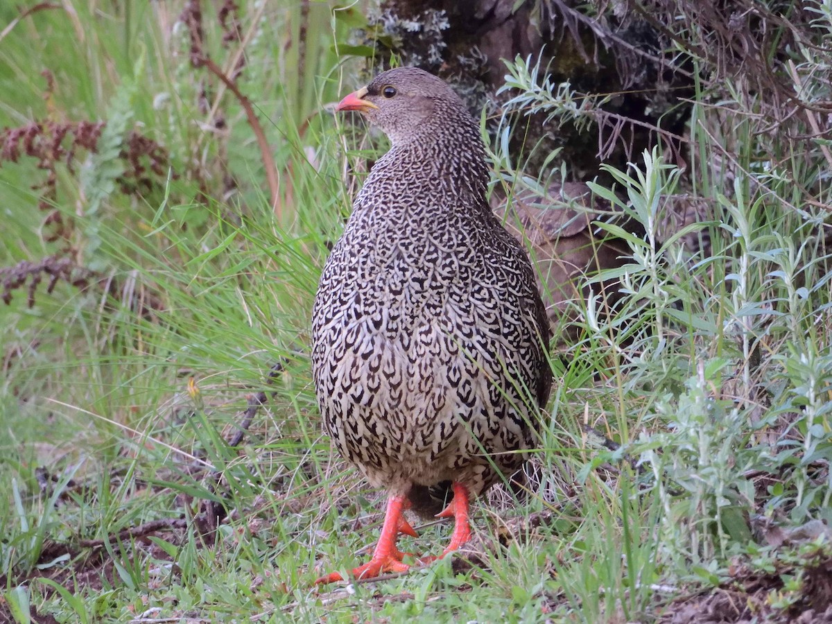 Natal Spurfowl - ML614599507