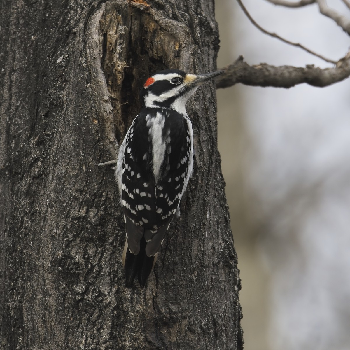 Hairy Woodpecker - ML614599510
