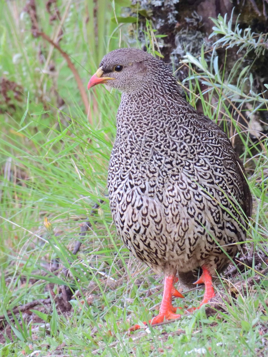 Natal Spurfowl - ML614599511