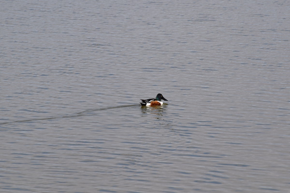 Northern Shoveler - Rob Emelander