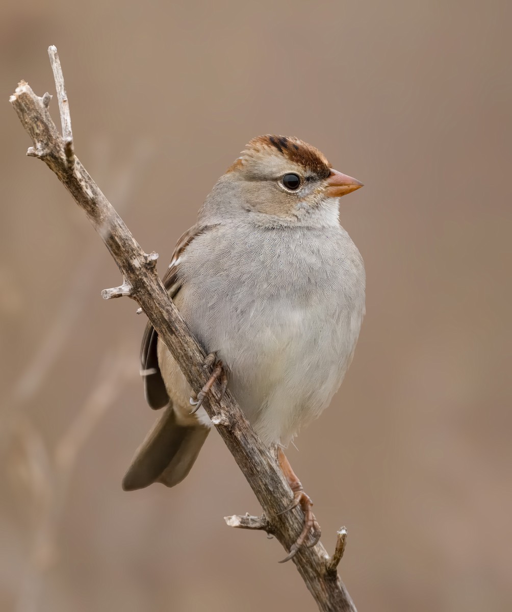 White-crowned Sparrow - ML614599609