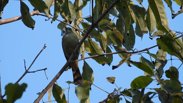 Bulbul Verdoso - ML614599650