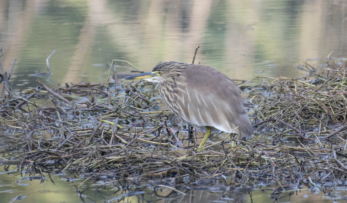 Indian Pond-Heron - ML614599678