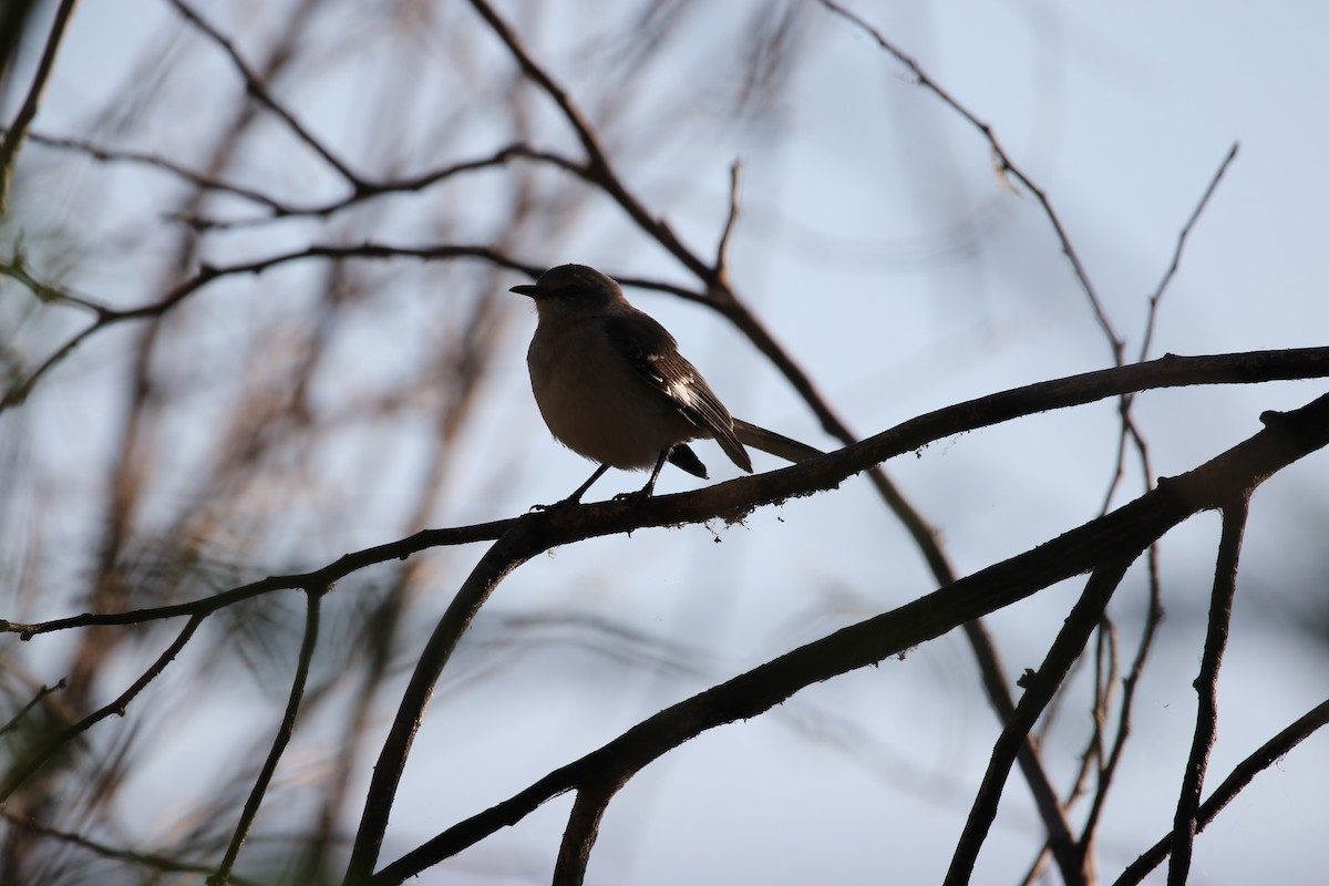 Northern Mockingbird - ML614599697