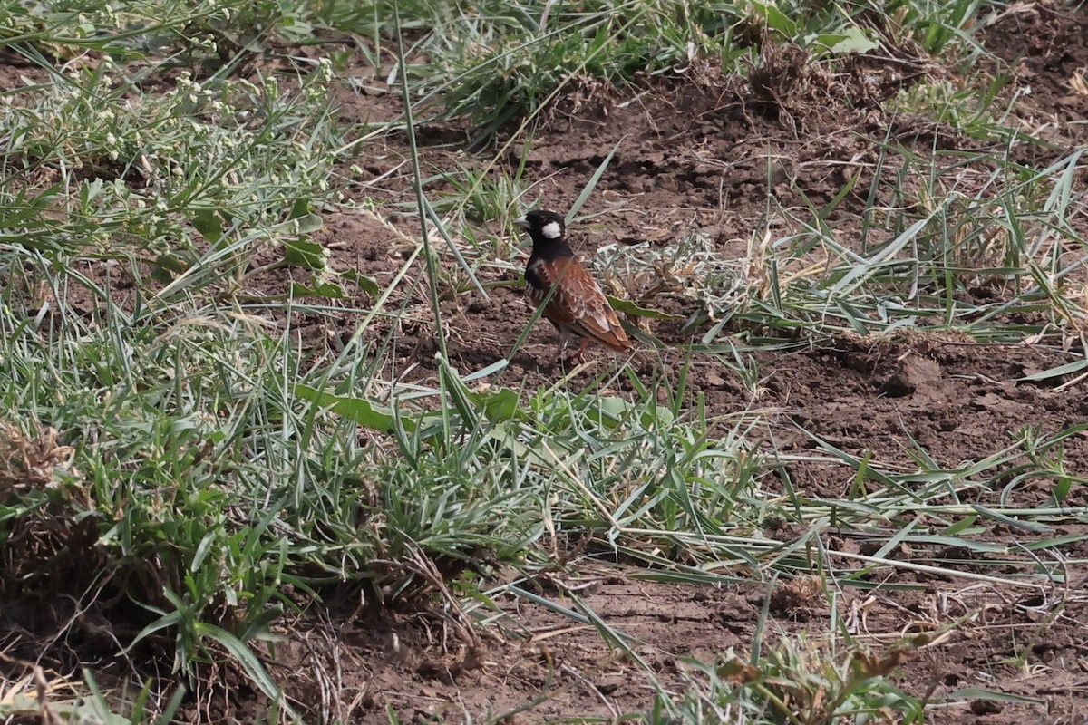 Chestnut-backed Sparrow-Lark - ML614599703