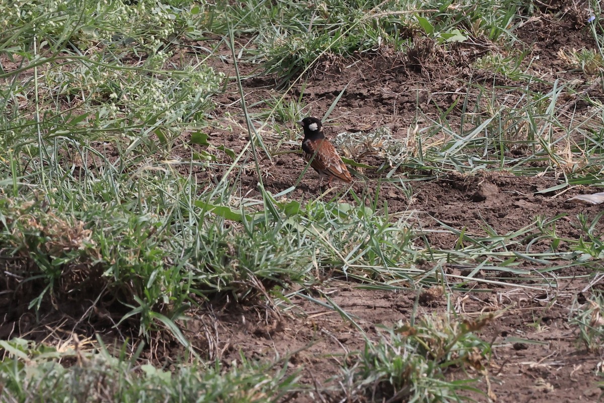 Chestnut-backed Sparrow-Lark - ML614599704