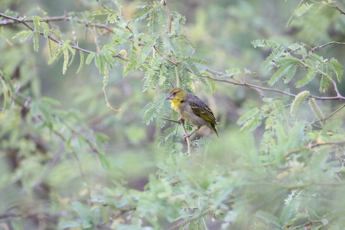 Village Weaver - ML614599706