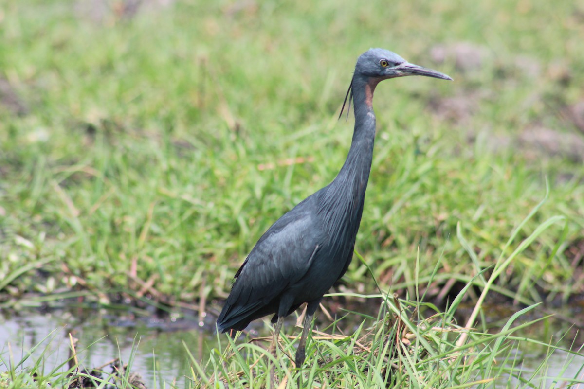 Little Egret - ML614599761