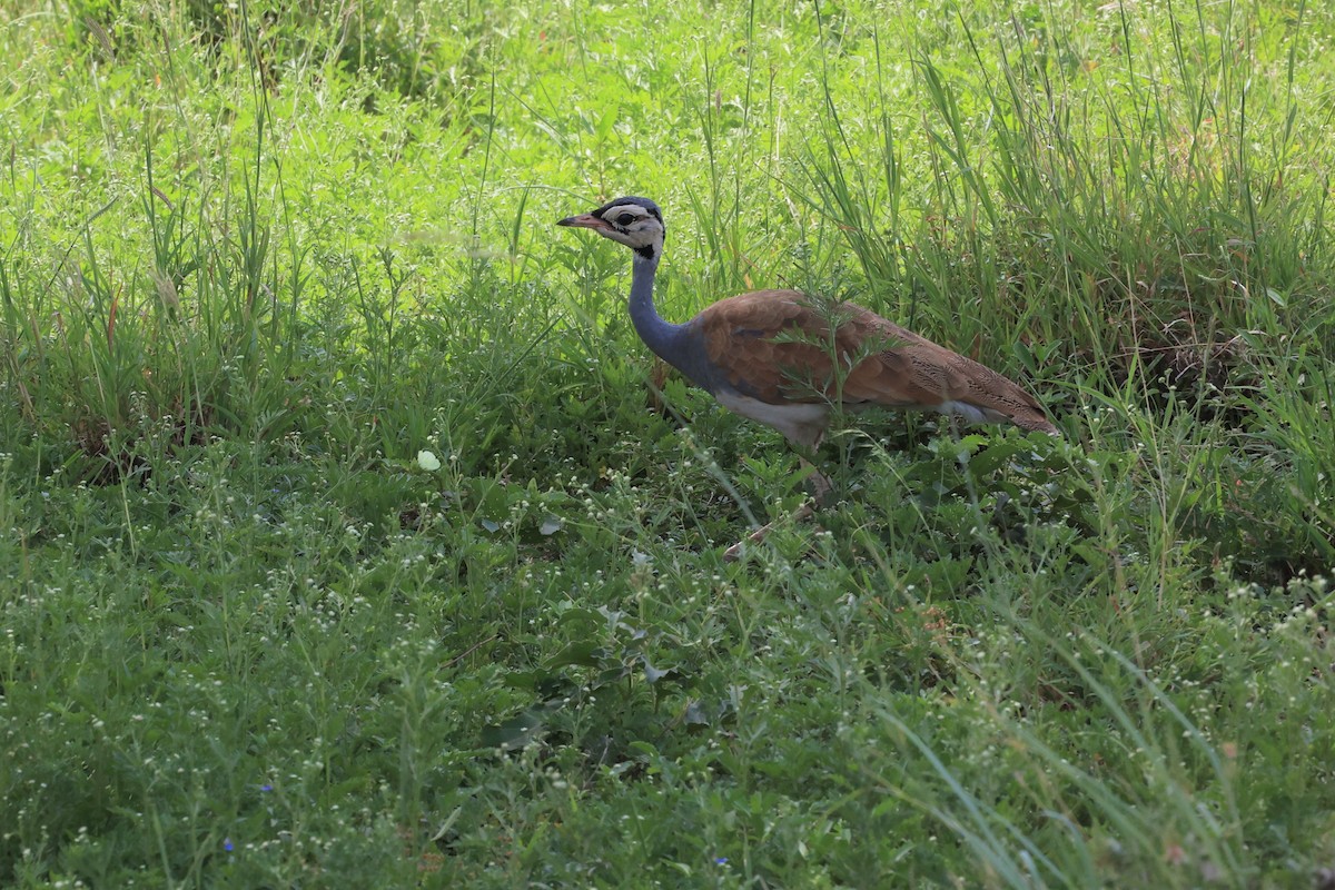 White-bellied Bustard - ML614599767