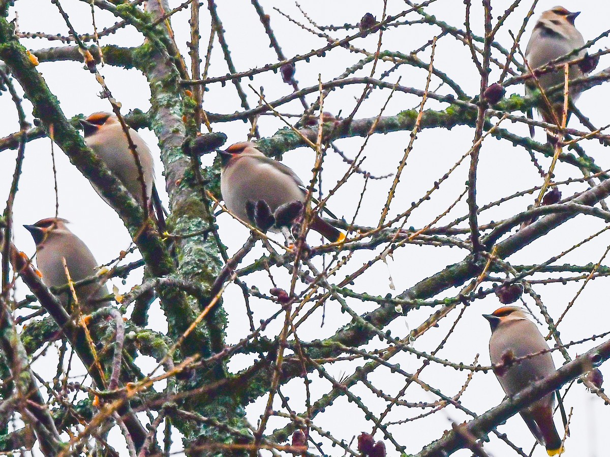 Bohemian Waxwing - ML614599831