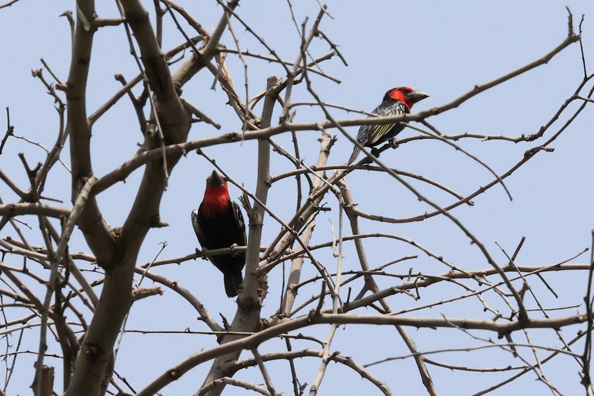 Black-billed Barbet - ML614599842