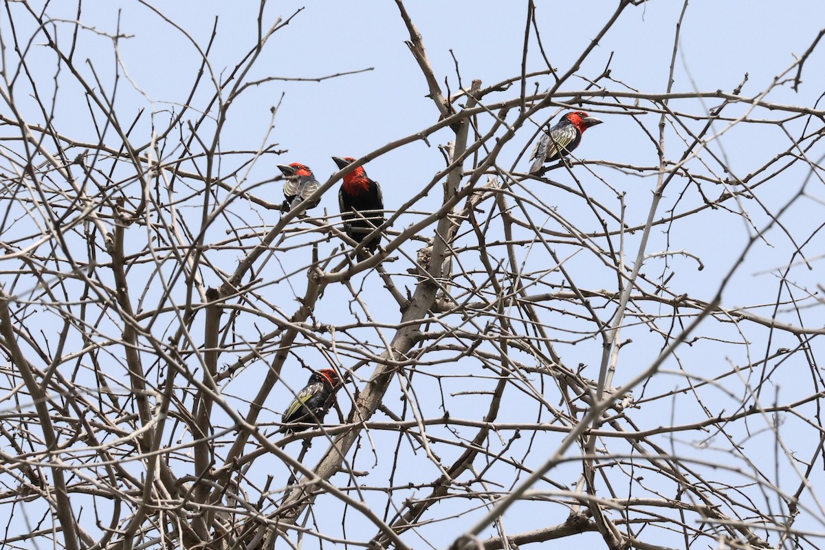 Black-billed Barbet - ML614599845