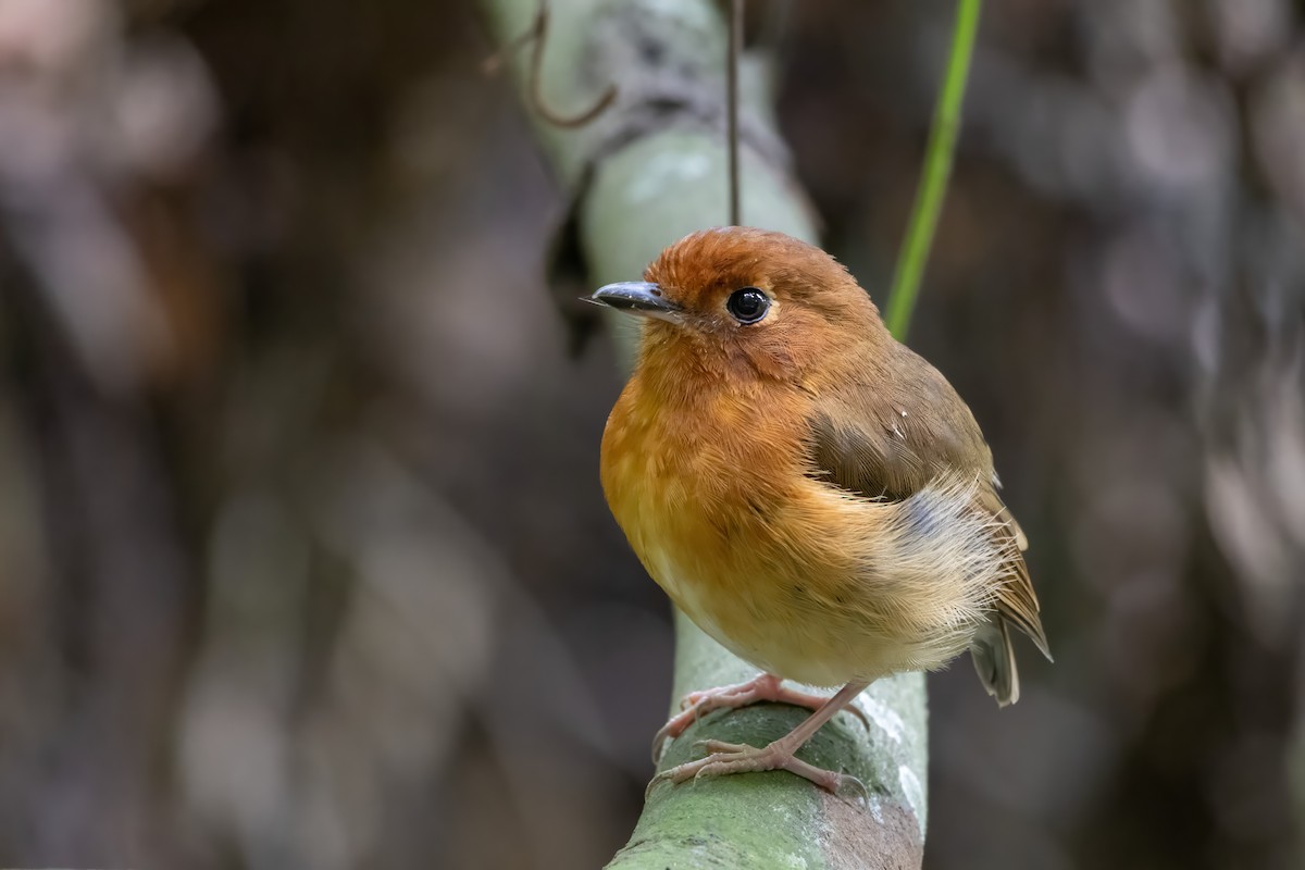 Rusty-breasted Antpitta - ML614599848